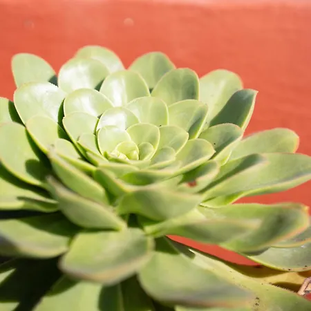 Tabaiba * Buenavista Del Norte