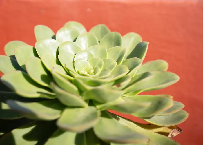 Tabaiba * Buenavista del Norte